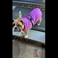 English Bulldog - Both