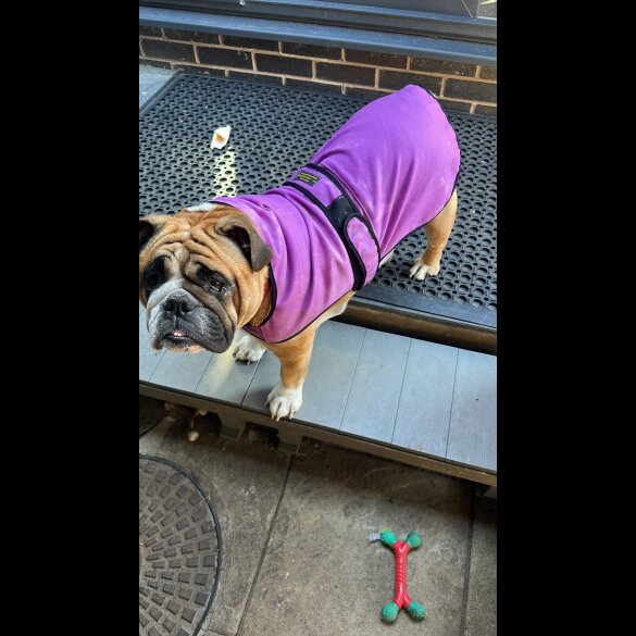 English Bulldog - Both