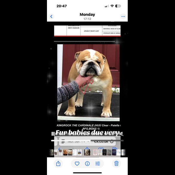 English Bulldog - Both