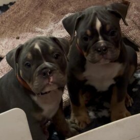English Bulldog - Dogs