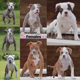 English Bulldog - Both