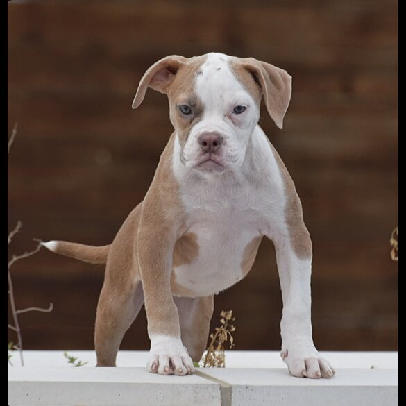 English Bulldog - Both