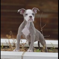 English Bulldog - Both