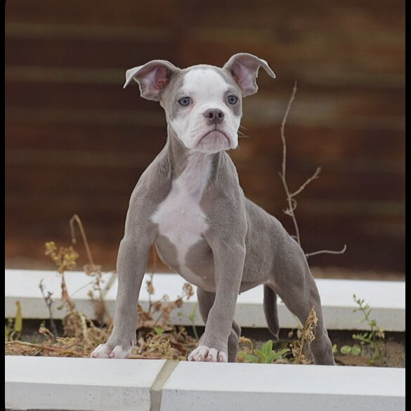 English Bulldog - Both