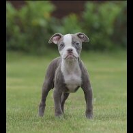 English Bulldog - Both