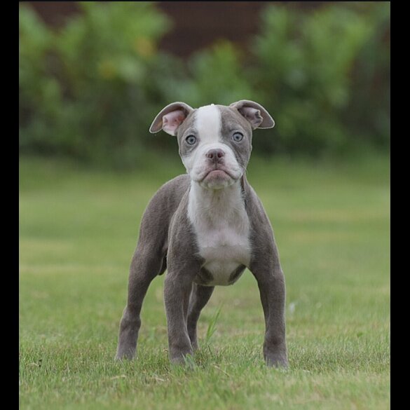 English Bulldog - Both