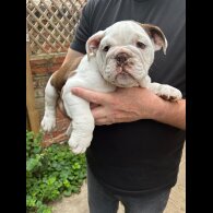 English Bulldog - Bitches
