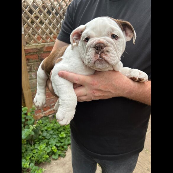 English Bulldog - Bitches