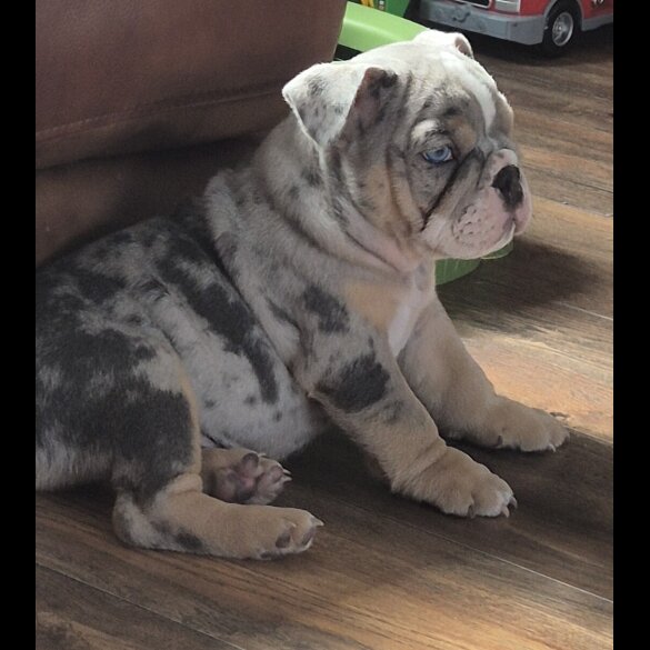English Bulldog - Dogs