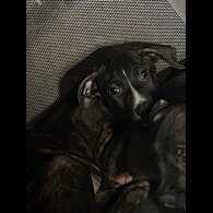 Mixed Breed - Dogs