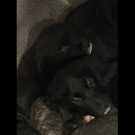Mixed Breed - Dogs