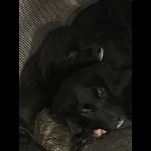 Mixed Breed - Dogs