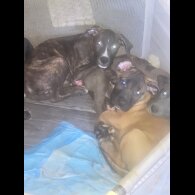Mixed Breed - Dogs
