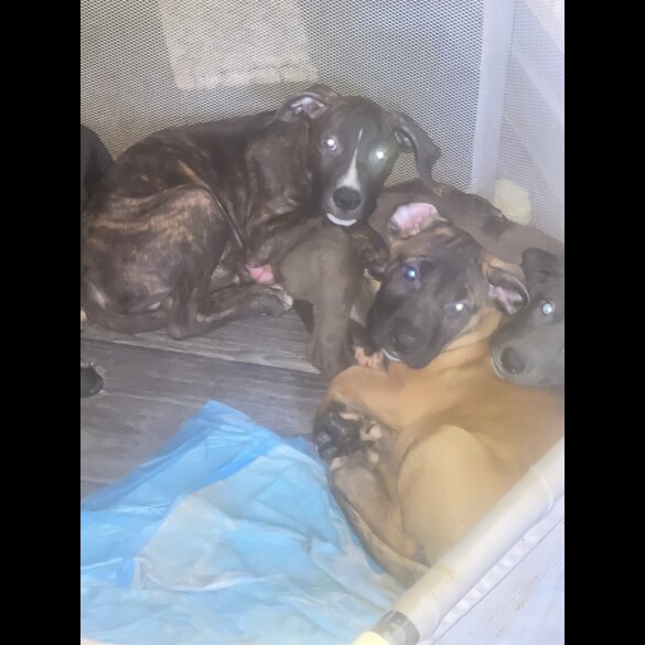 Mixed Breed - Dogs