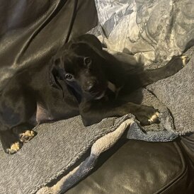 Mixed Breed - Dogs