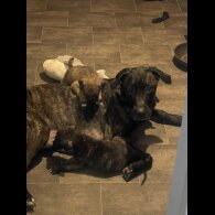 Mixed Breed - Dogs