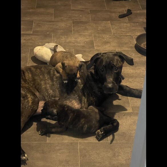 Mixed Breed - Dogs