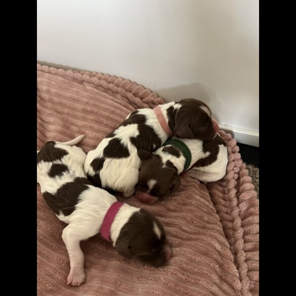 English Springer Spaniel - Both
