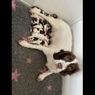 English Springer Spaniel - Both