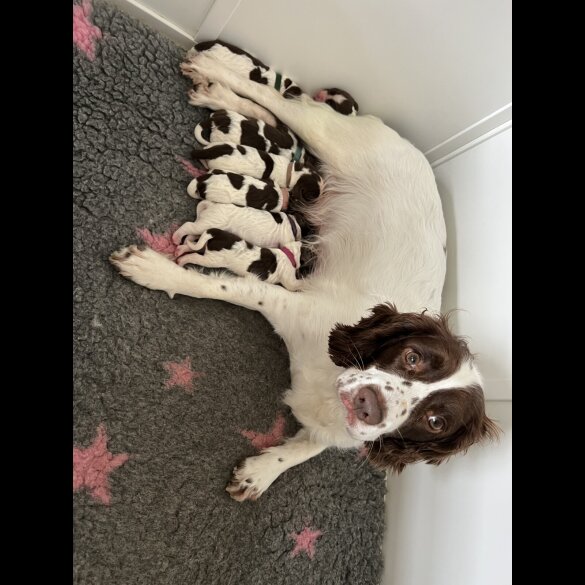 English Springer Spaniel - Both