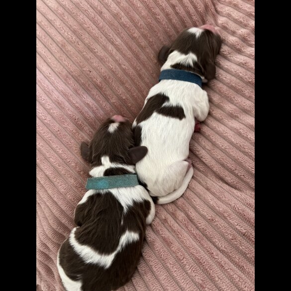 English Springer Spaniel - Both