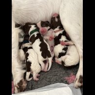 English Springer Spaniel - Both