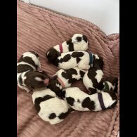 English Springer Spaniel - Both