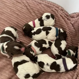English Springer Spaniel - Both