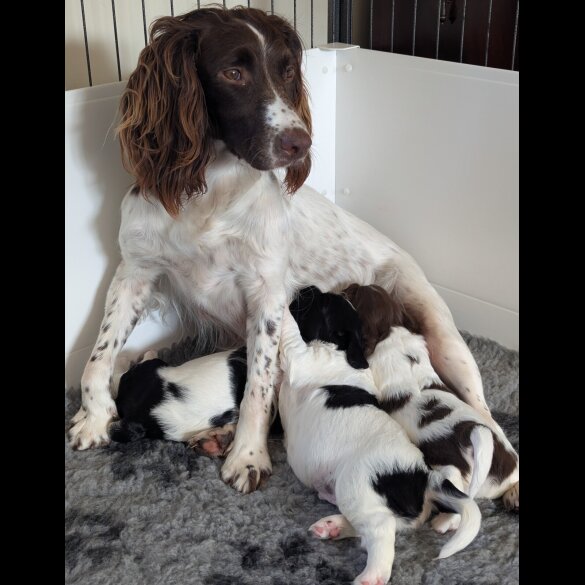 English Springer Spaniel - Both