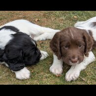English Springer Spaniel - Both