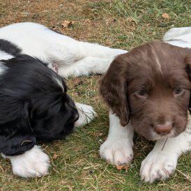English Springer Spaniel - Both