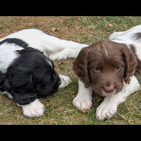 English Springer Spaniel - Both