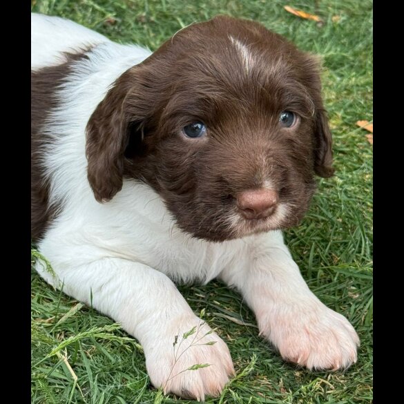 English Springer Spaniel - Both