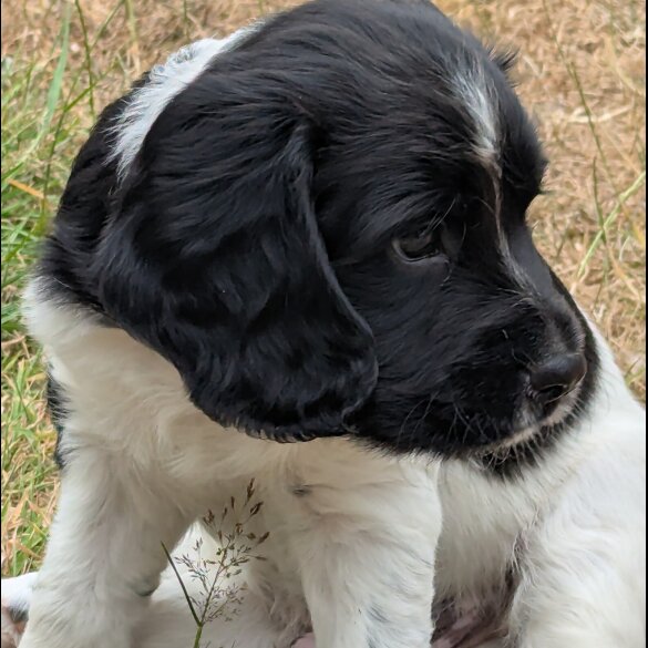 English Springer Spaniel - Both