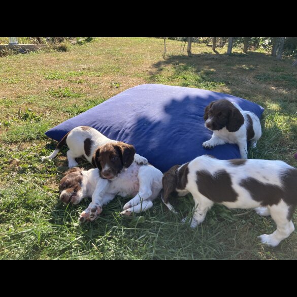 English Springer Spaniel - Both