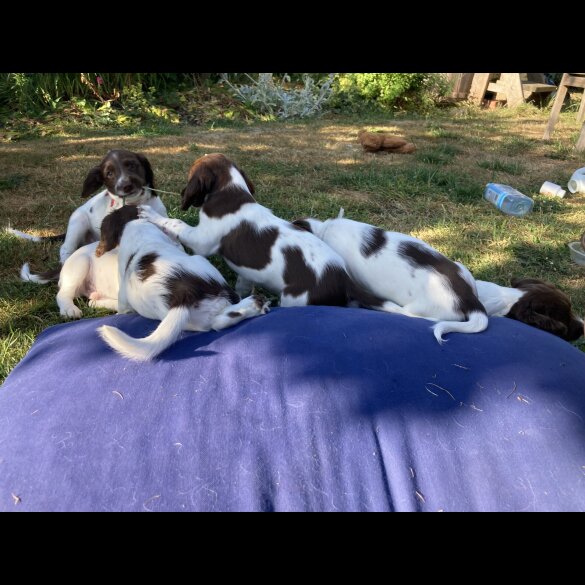 English Springer Spaniel - Both