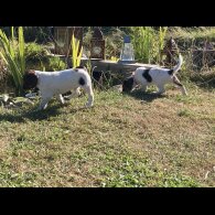 English Springer Spaniel - Both