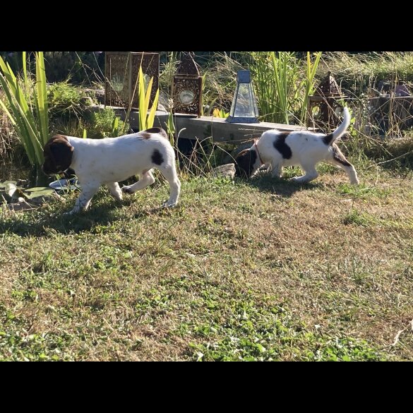 English Springer Spaniel - Both