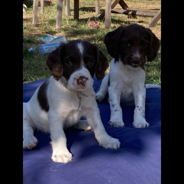 English Springer Spaniel - Both