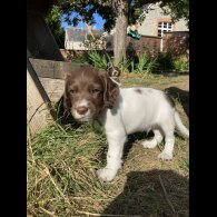 English Springer Spaniel - Both