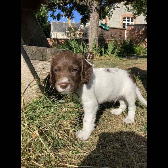 English Springer Spaniel - Both