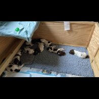 English Springer Spaniel - Both