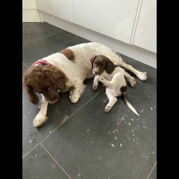 English Springer Spaniel - Both