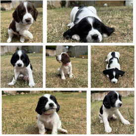 English Springer Spaniel - Both