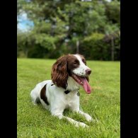 English Springer Spaniel - Both