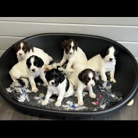 English Springer Spaniel - Dogs