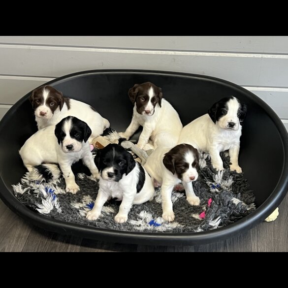 English Springer Spaniel - Dogs