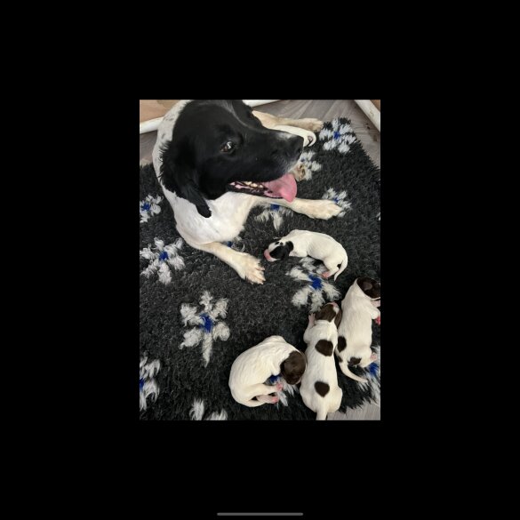 English Springer Spaniel - Dogs
