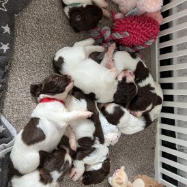English Springer Spaniel - Both