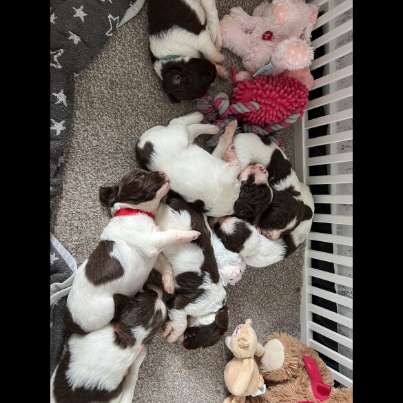 English Springer Spaniel - Both